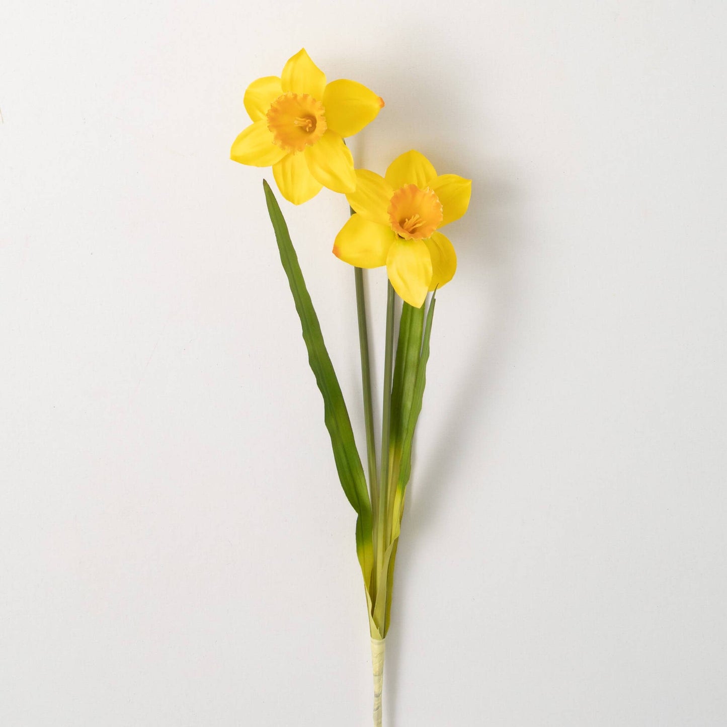 Golden Yellow Daffodil Delight