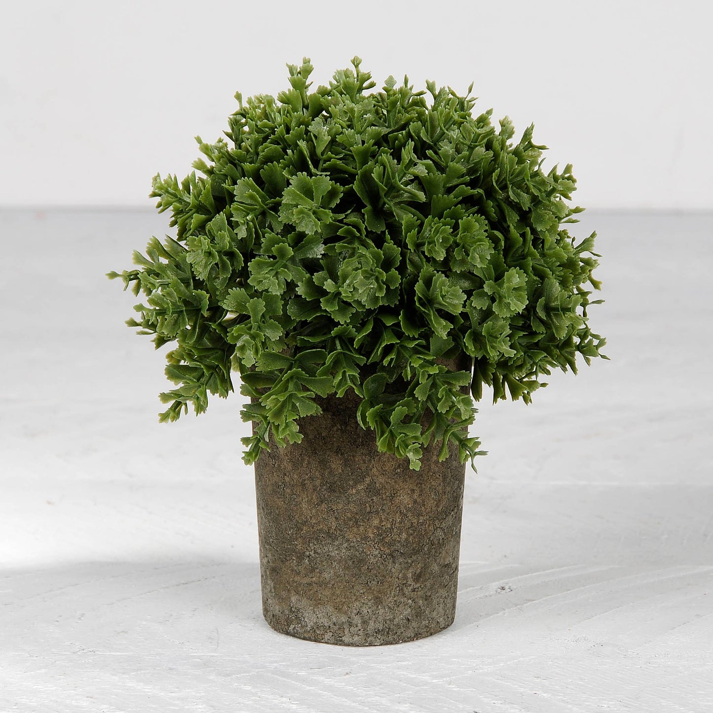 Round Succulent In Gray Skinny Pot