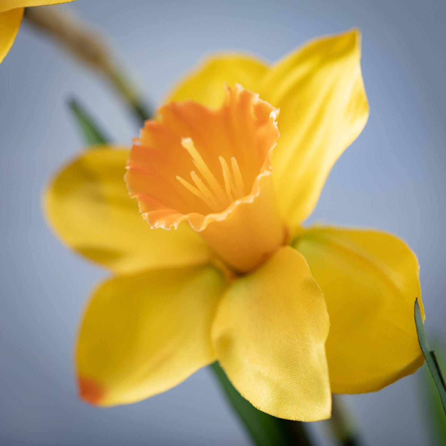 Golden Yellow Daffodil Delight